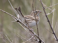 Vesper Sparrow 4580